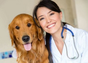 veterinario